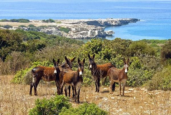 Rizokarpaso Paradise Karpaz Hotel & Restaurant מראה חיצוני תמונה